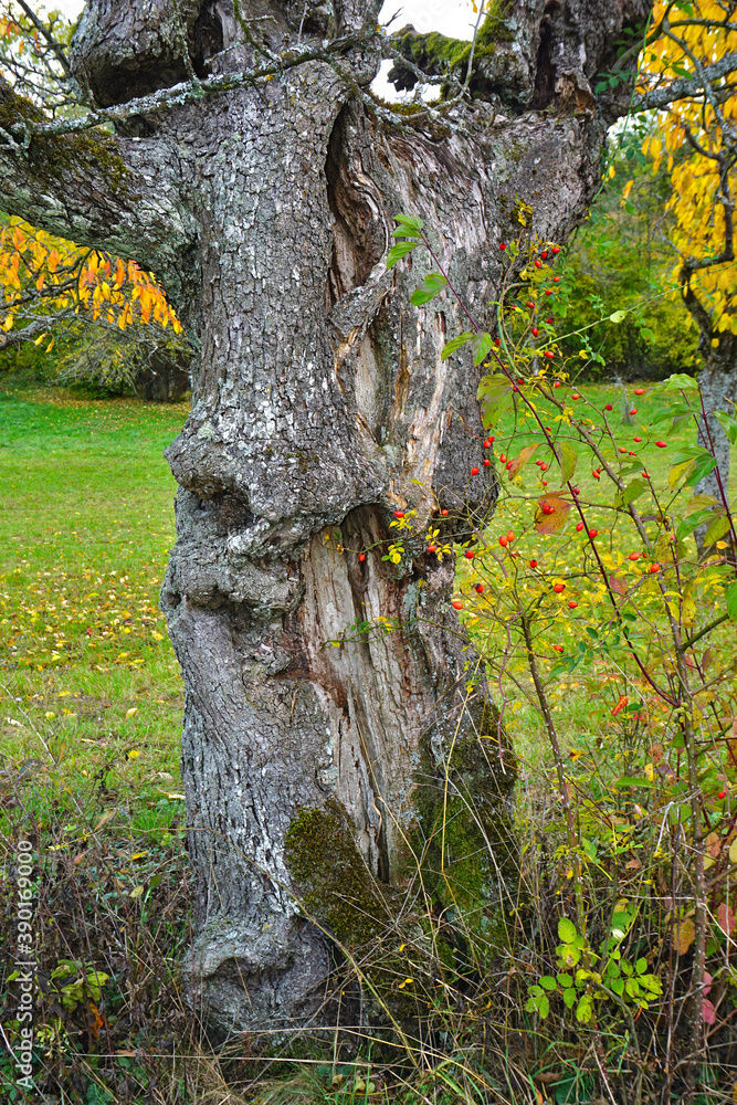 Fotografie Knorriger alter Apfelbaum - Baumstamm,