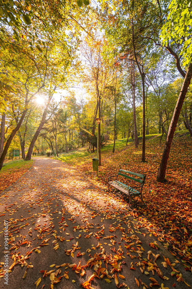 Obraz premium A bench in the middle of the park surrounded by autumn fall coloured leaves during morning sunrise with warm light