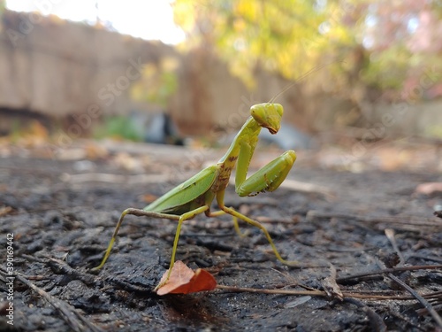 praying mantis in the wild  © InformationChannel