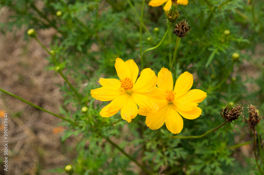 bee on flower bee on flower