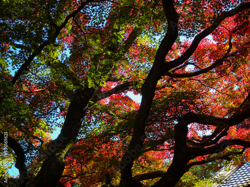 colorful maple trees in Japan
