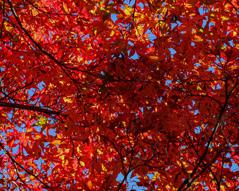 red maple in Japan red maple in Japan