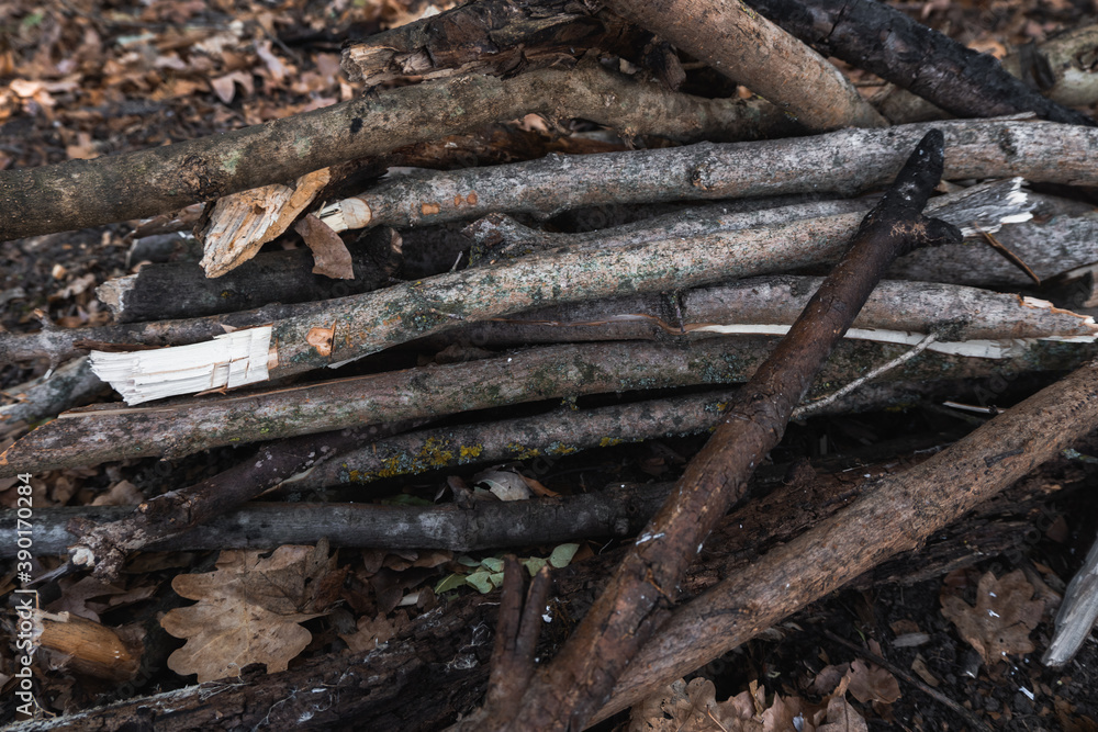 Dry felled tree branches. A lot of wood and firewood in the forest are in a pile. Sticks and boards for the fire. Dry felled tree branches. A lot of wood and firewood in the forest are in a pile. Sticks and boards for the fire.