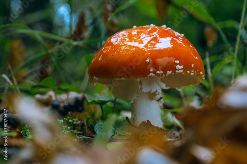 Fly agaric in the Thuringian Forest