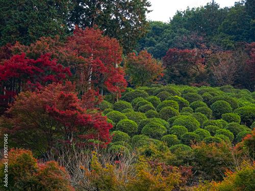 colorful maple trees in Japan 