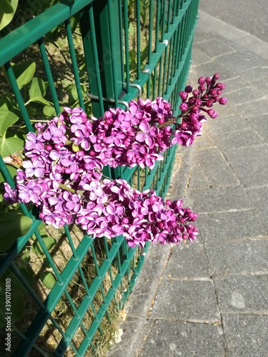 Tai kas gydo sielą, dovanoja meilę ir ramybę, šildo žvarbią dieną ir prikelia gyvenimui. photo