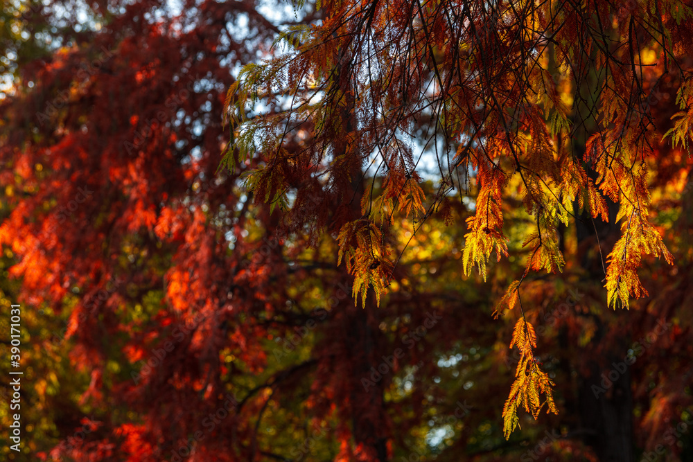 A lot of autumn fall coloured tree leaves in amazing morning sunrise warm light, seasons specific