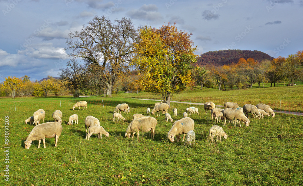 Obraz premium Schafherde auf der Herbstweide