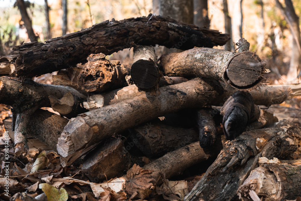 Dry felled tree branches. A lot of wood and firewood in the forest are in a pile. Sticks and boards for the fire. Dry felled tree branches. A lot of wood and firewood in the forest are in a pile. Sticks and boards for the fire.