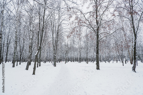 snow covered trees © Boris