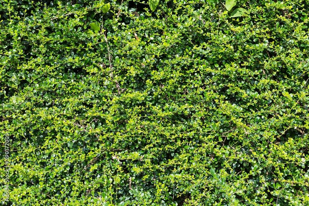 Plant fence background, green plant nature background Plant fence background, green plant nature background