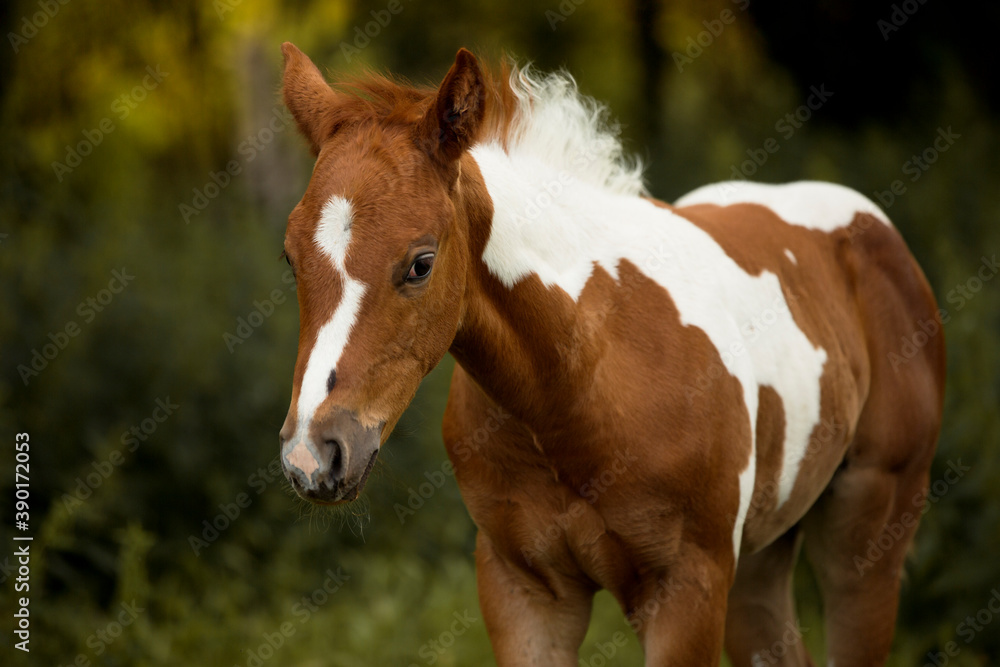 adorable paint horse foal portrait standing in high green grass