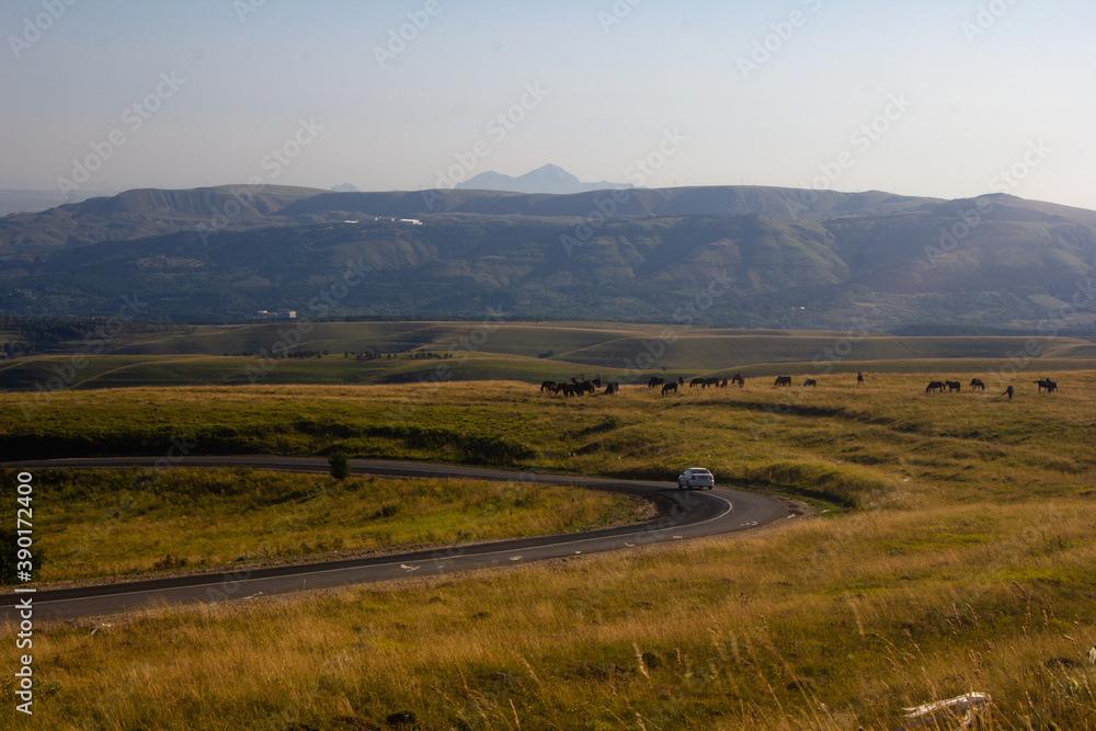 Alpine meadows where horses graze. Mountains on the horizon. The road passes through the meadows