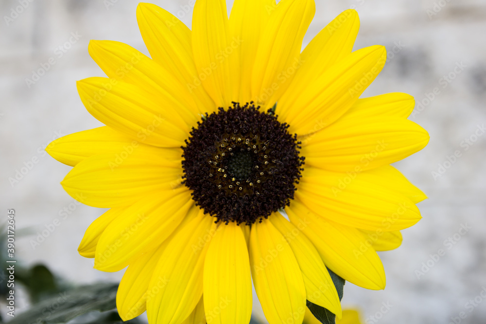 sunflower in the garden sunflower in the garden