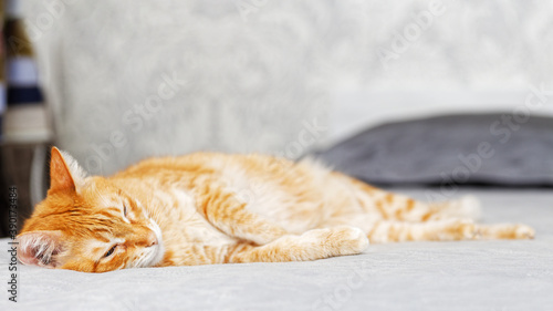 Portrait of ginger cat lying on a bed stretching his paws and looking thoughtfully aside. Shallow focus and blurred background. Copyspace.