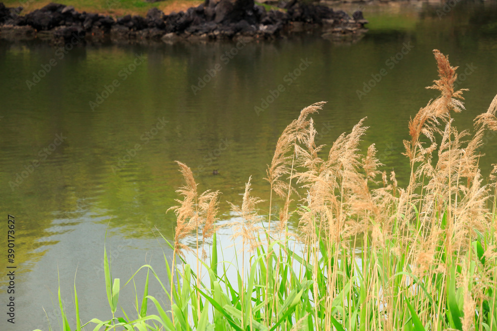 Obraz premium 浜離宮庭園 池のススキ