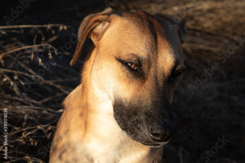 Vászonkép Closeup shot of black mouth cur dog on blurred background