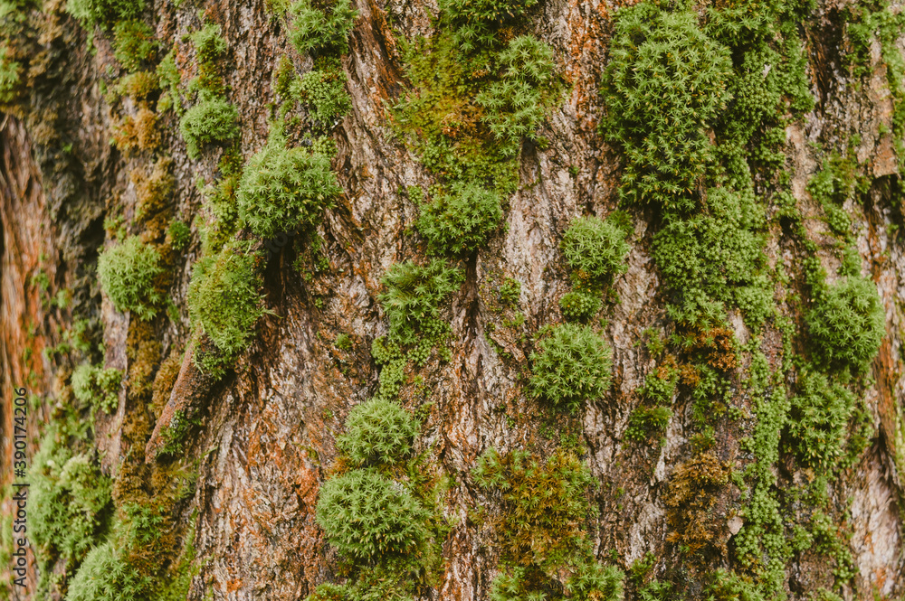 Green moss texture on wood background.