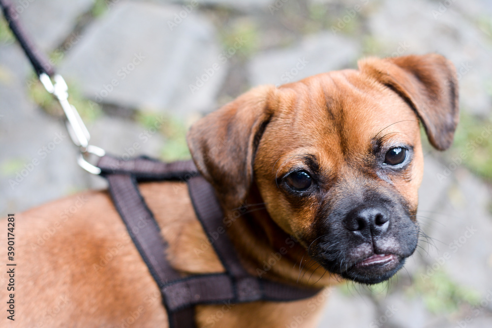 Fototapeta premium portrait of a dog
