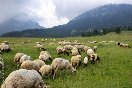 Landscape slope of a mountain and flock of sheep on a meadow on a cloudy day