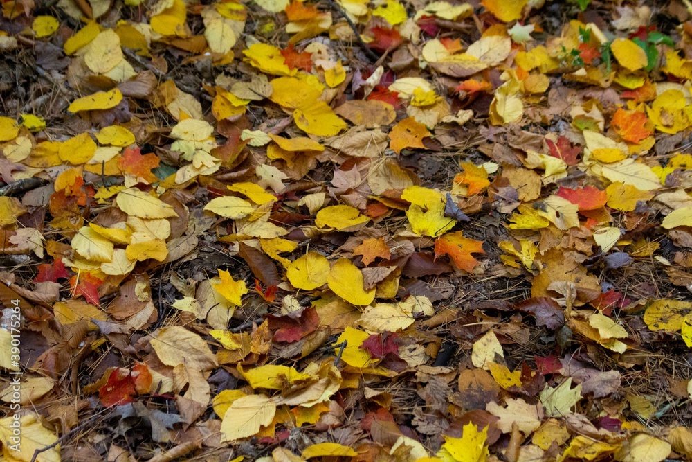 Autumn Leaves on the Ground