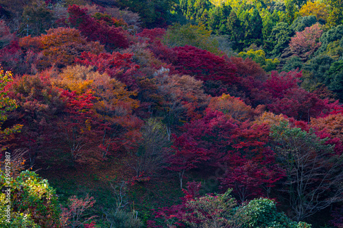 colorful maple trees in Japan 