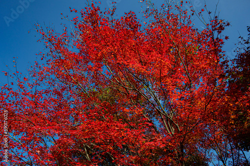 red maple in Japan  photo