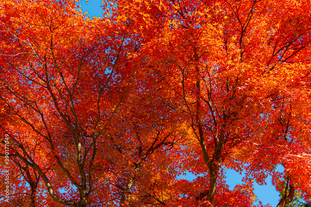 red maple in Japan 