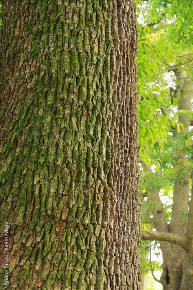 Obraz premium 浜離宮庭園 樹木イメージ