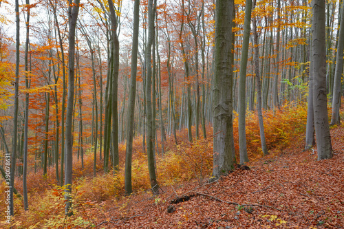 Warm colors in autumn beech forest with copper and yellow leaves. Overcast weather. European beech forest in Czech Republic. Brown fallen leaves on the ground. Grey tree trunk. 