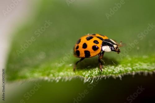 Macro photo. Small red-orange ladybug. Soft and blurred background.