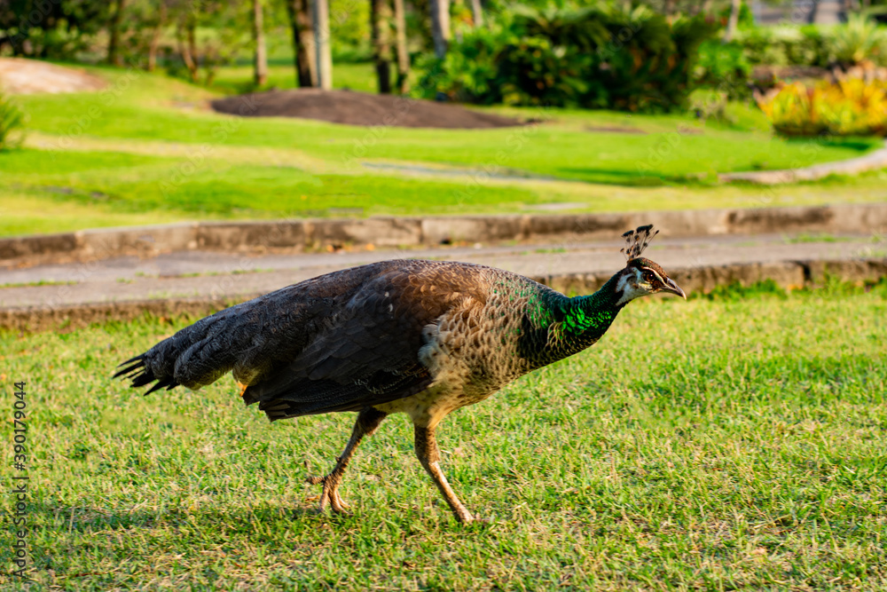 Obraz premium Pavão fêmea no parque