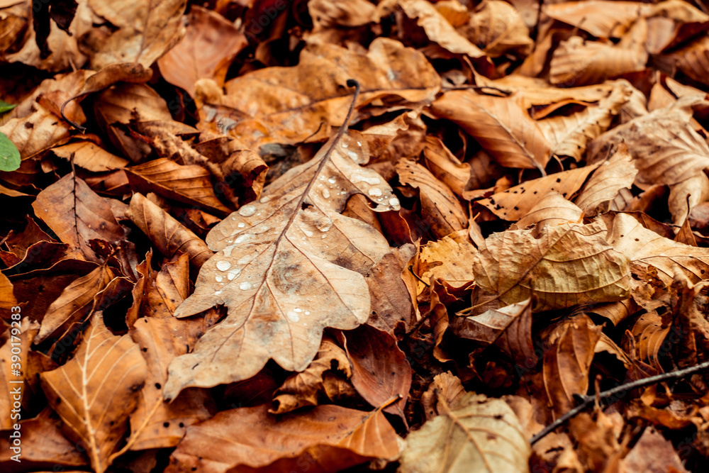 dried leaves walking in the forest dried leaves walking in the forest