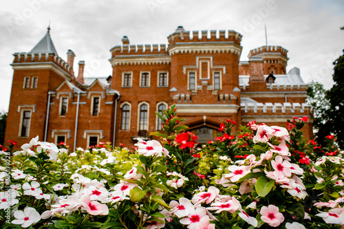  Petunias in front of the palace