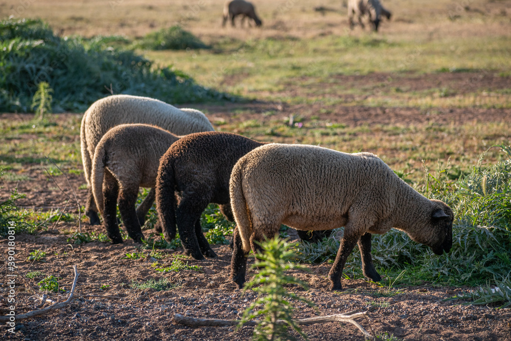 Fototapeta premium different color sheep grazing in line