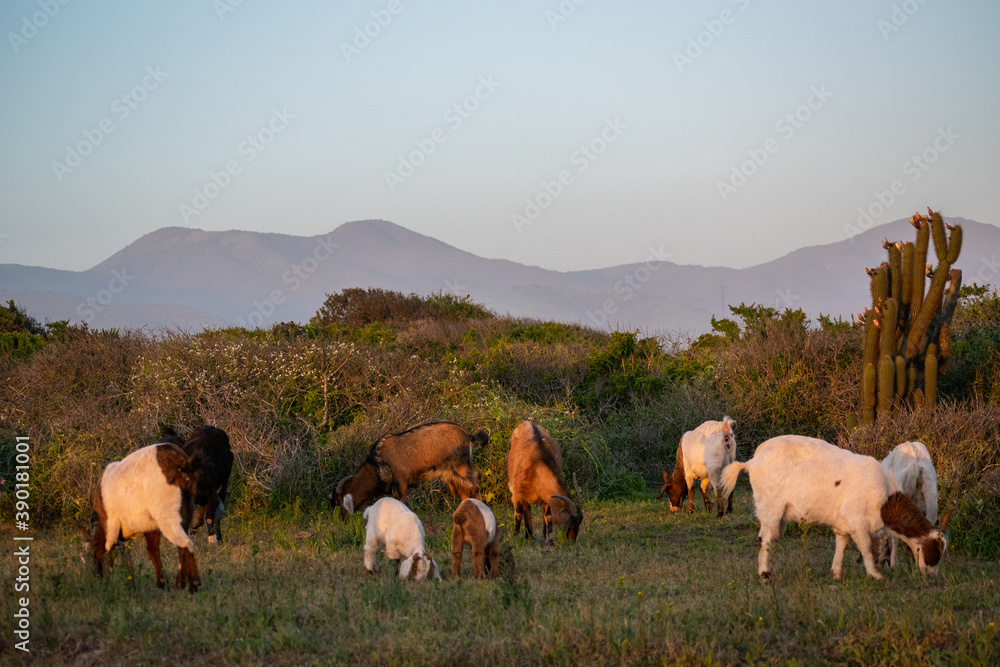 goats grazing on sunset light