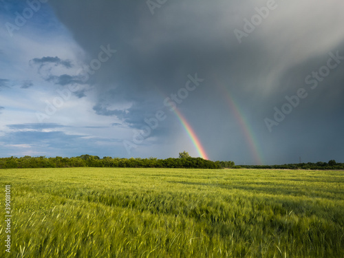 Double bright colorful rainbow in front of gloomy ominous clouds above an agricultural field planted with sunlit wheat during a windy summer evening