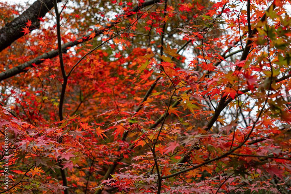 red maple 