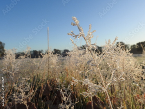 The grass is covered with frost