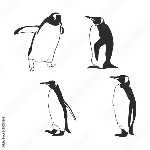 Penguin animal icon. penguin vector sketch illustration