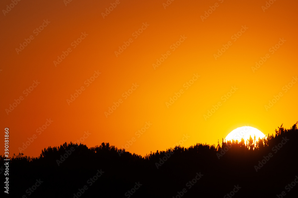 Silhouette shot of the trees gleaming under the yellow sunset - great for wallpapers