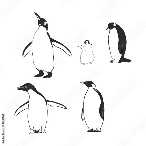 Penguin animal icon. penguin vector sketch illustration