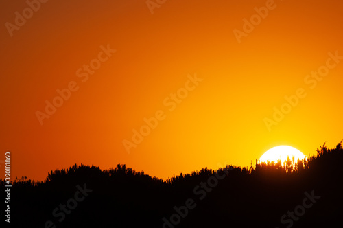 Silhouette shot of the trees gleaming under the yellow sunset - great for wallpapers © Wirestock Exclusives