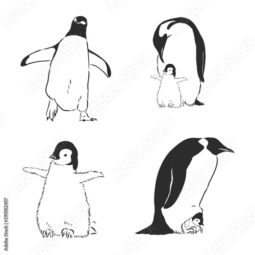 Penguin animal icon. penguin vector sketch illustration