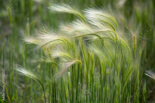 Green grasses blowing in the wind