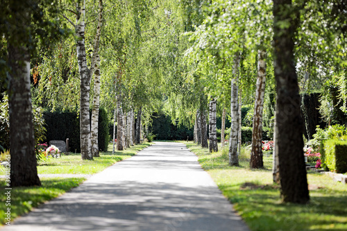 Fototapeta Naklejka Na Ścianę i Meble -  Birkenallee im Friedhof