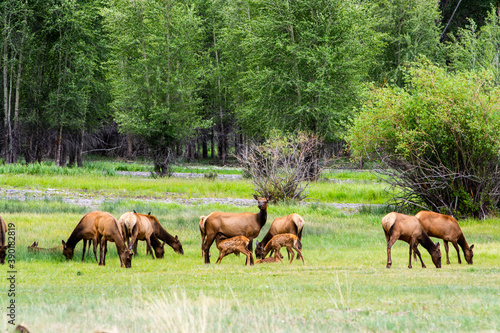 Elk herd grazing in field