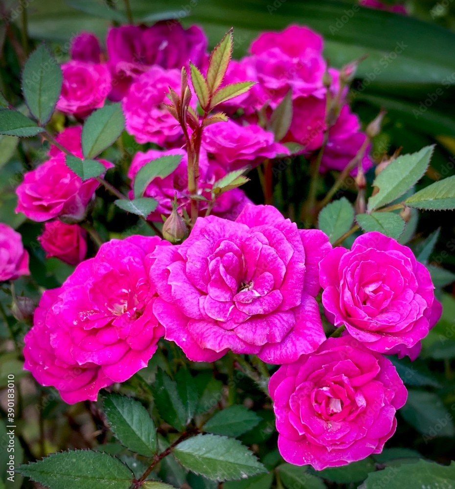 pink rose bush