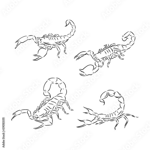 Graphical scorpions isolated on white background vector illustration for tattoo and printing Scorpion animal vector sketch illustration
