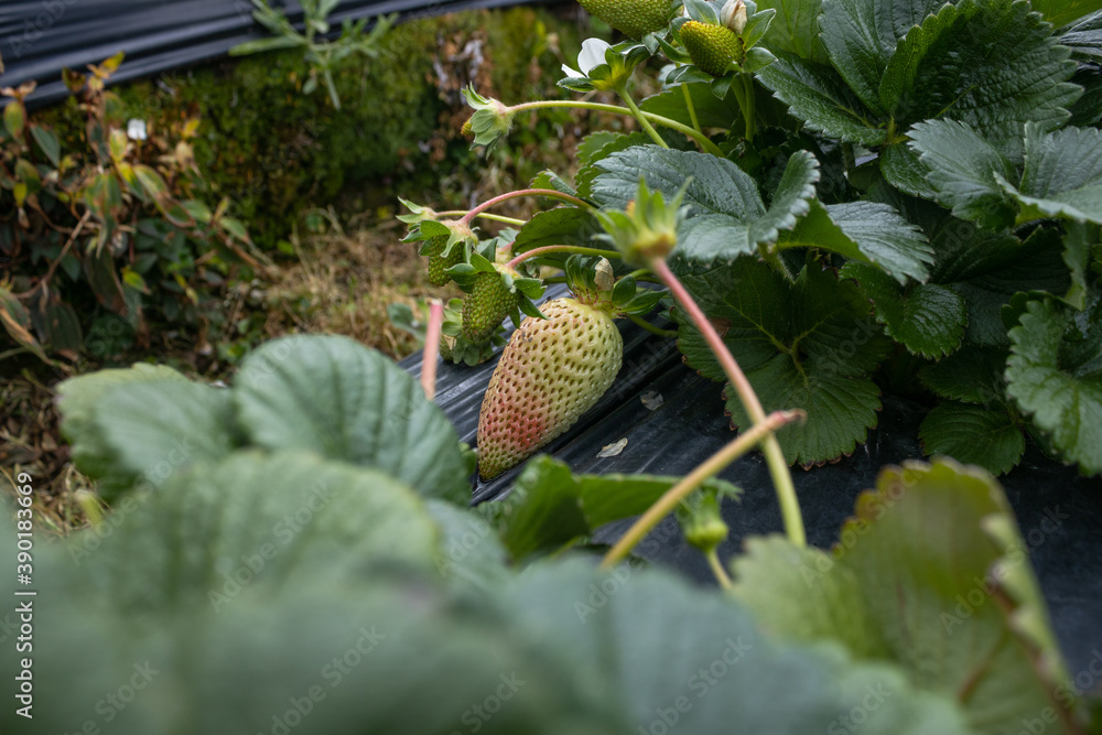 Closeup shot of green strawberry cultivation Closeup shot of green strawberry cultivation